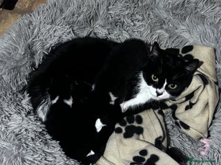 Mixed Breed cats Male kittens for sale - Advert 2