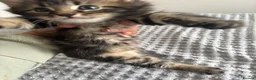 American Shorthair cats for sale: 🌟Kittens Ready for 4ever Home🌟 - Advert 22