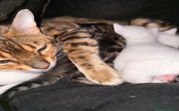 Bengal cats for sale: Bengal x Turkish Angora Kittens - Image 9