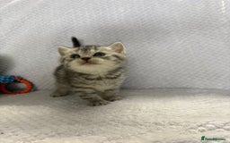 British Shorthair cats for sale: Gorgeous British shorthairs - Image 31