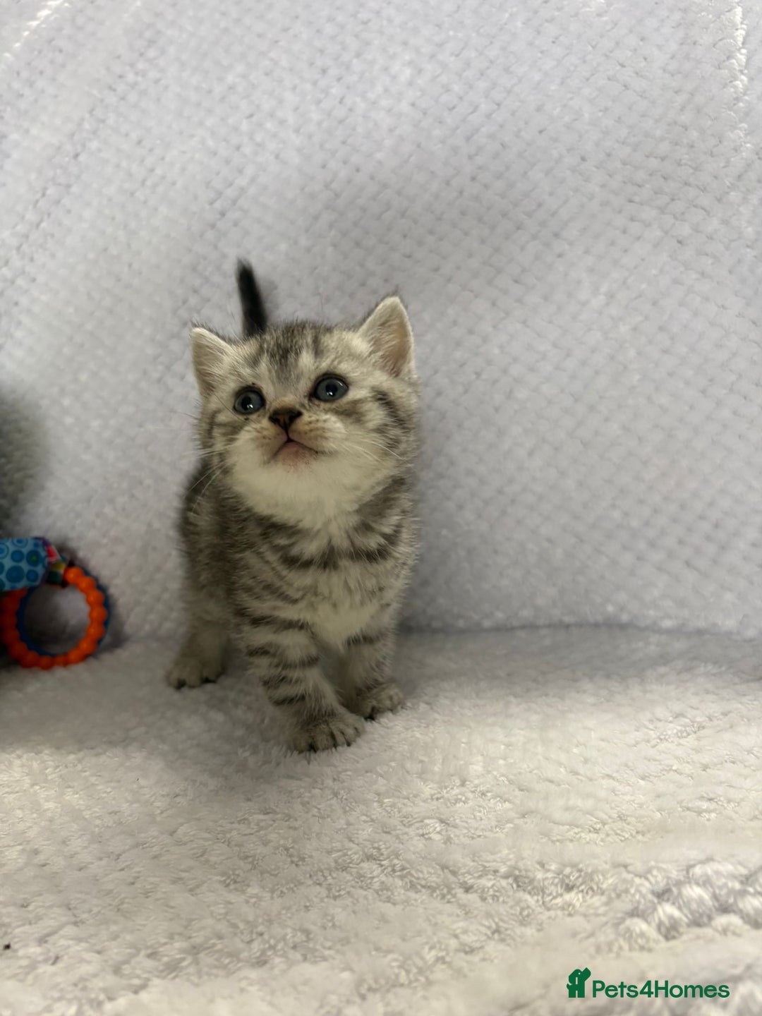 British Shorthair cats for sale: Gorgeous British shorthairs - Image 31