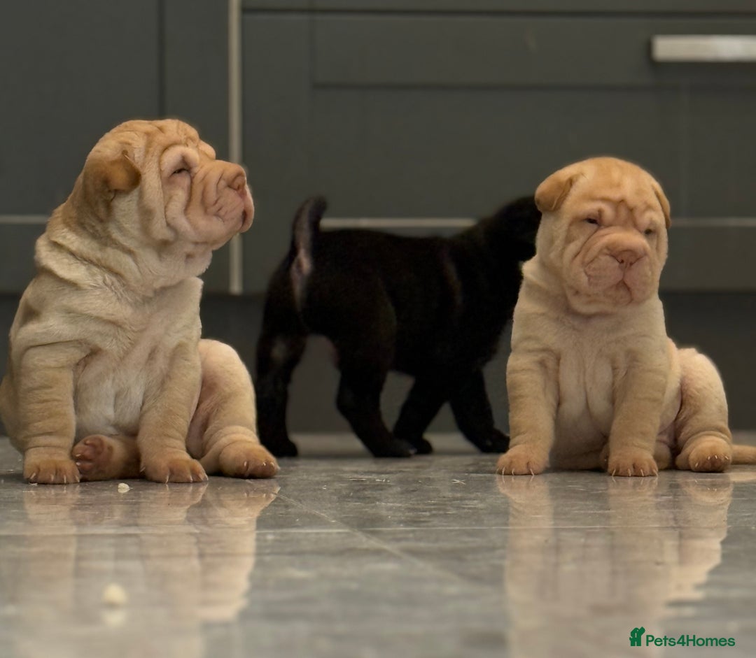 Shar Pei dogs for sale: Bear Coat Shar Pei’s - Advert 4