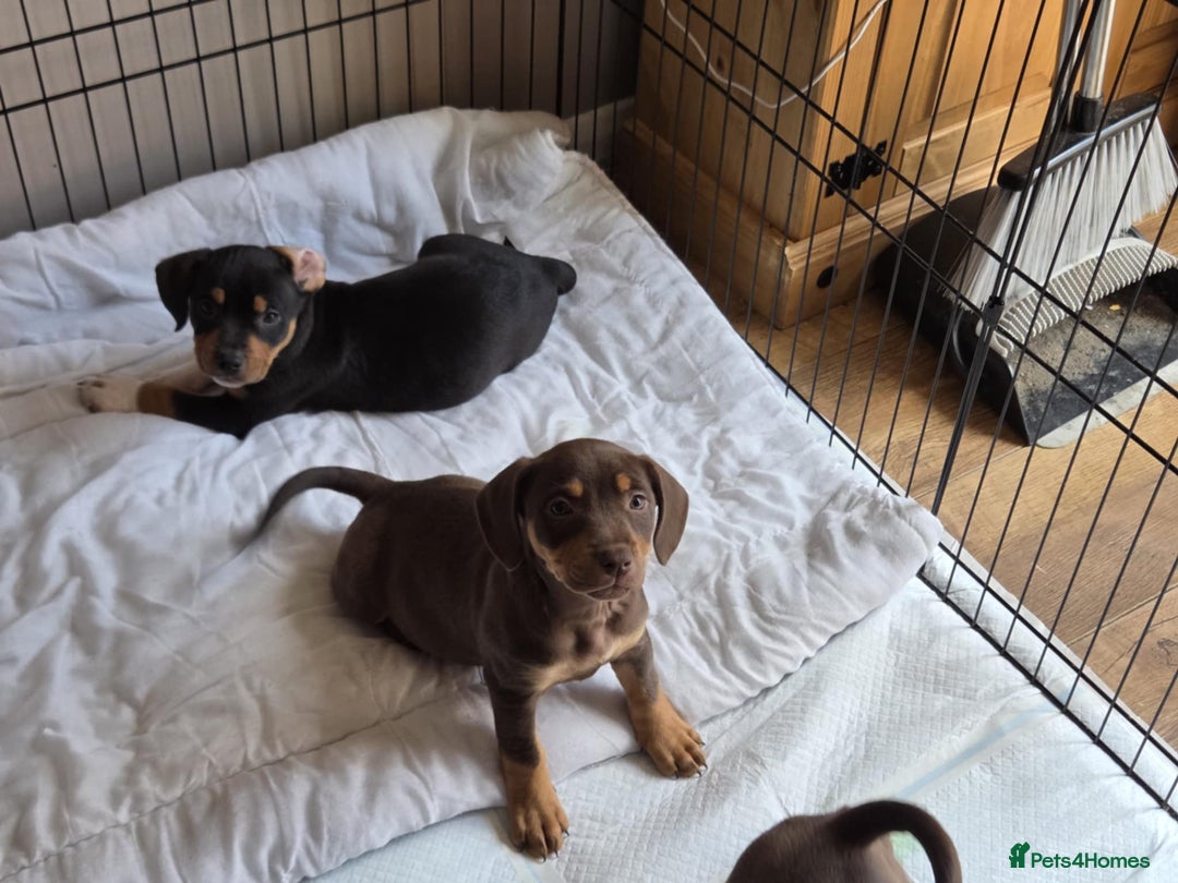 Mixed Breed dogs for sale: Beautiful 9 month old boy - Advert 3