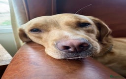 Springador dogs for sale: STUNNING SPRINGADOR PUPPIES  - Image 36