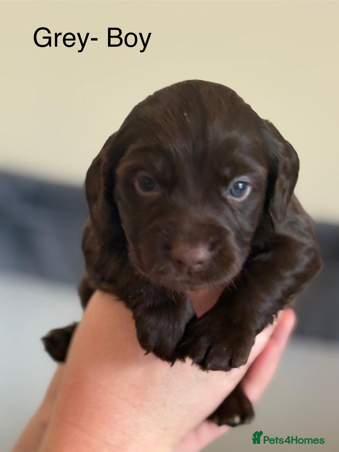 Cocker Spaniel dogs for sale: Gorgeous Working Cocker spaniels for sale - Image 6