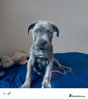 Cane Corso dogs - Advert 12