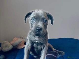 Cane Corso dogs - Advert 2