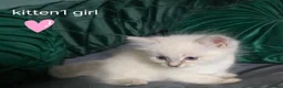 Ragdoll cats for sale: Ragdoll kittens - Advert 5