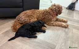 Mixed Breed dogs for sale: Cockapoo cross Poochon  - Image 10