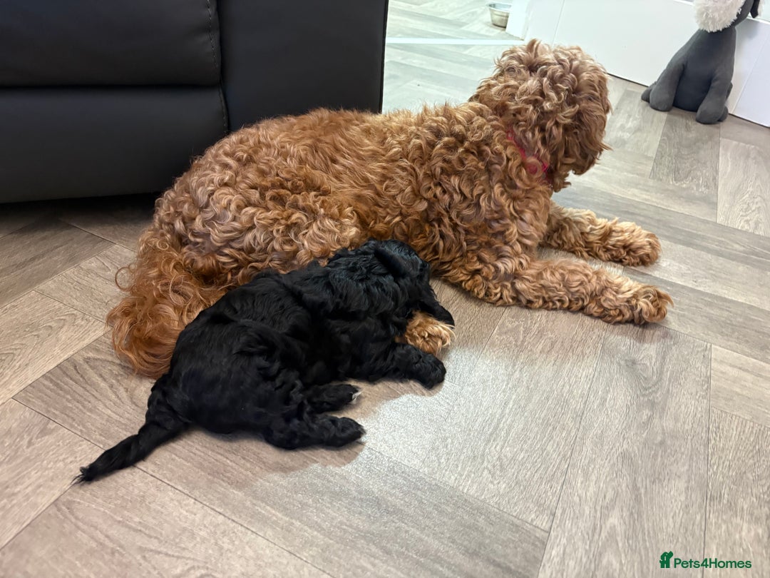 Mixed Breed dogs for sale: Cockapoo cross Poochon  - Image 10