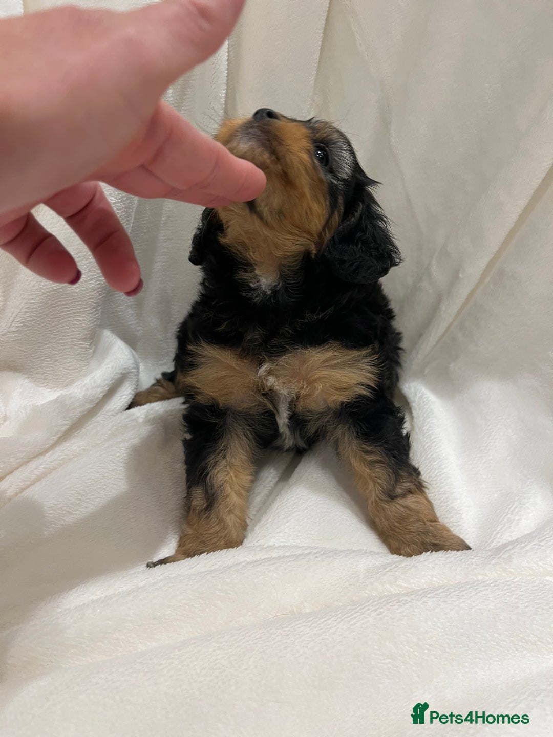 Cavapoo dogs for sale: Rare extensively health tested chocolate cavapoos - Advert 14