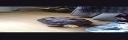 Tortoise reptiles for sale: Red footed tortoise - Advert 2