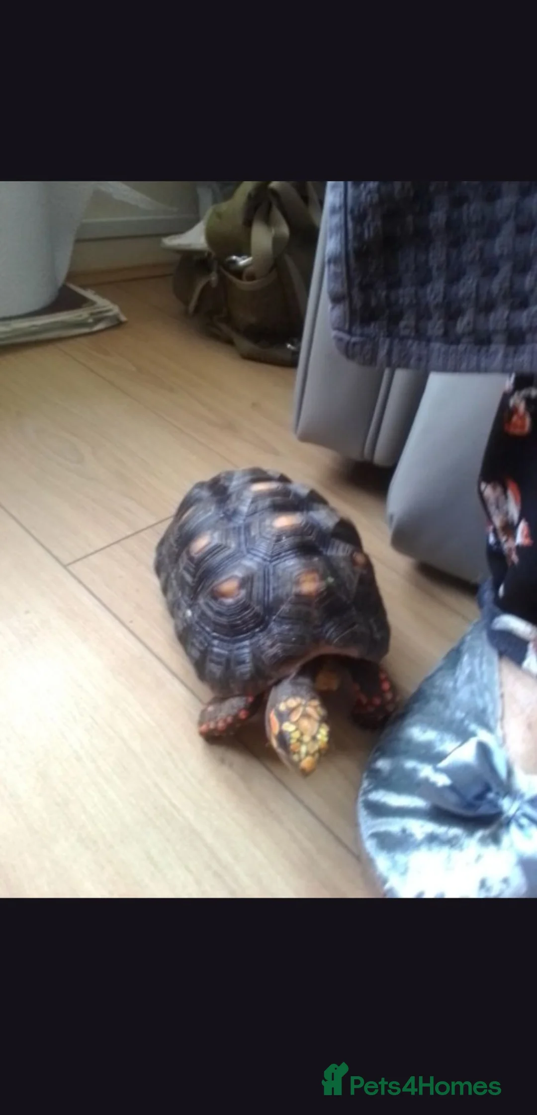 Tortoise reptiles for sale: Red footed tortoise - Advert 2