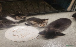 British Longhair cats for sale: Kittens  - Image 15