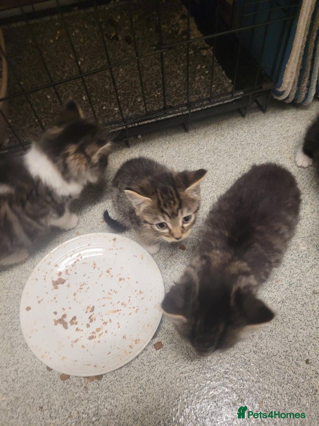 British Longhair cats for sale: Kittens  - Image 15