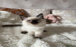 Ragdoll cats for sale: GCCF registered Ragdoll kittens - Image 7