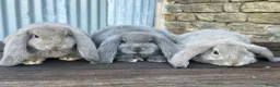 French Lop rabbits for sale: Stunning xl French lops  - Advert 17