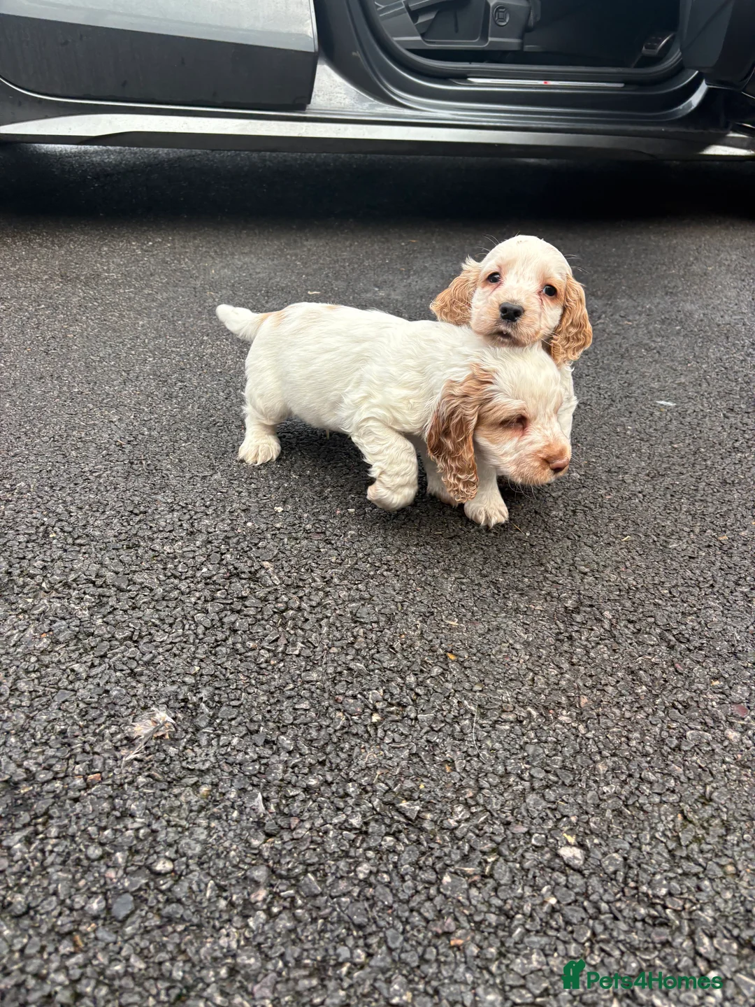 Cocker Spaniel dogs for sale: Cocker spaniels show type - Advert 3