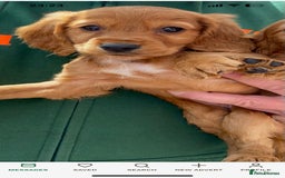 Mixed Breed dogs for sale: 2 best friends looking for their forever home  - Image 6