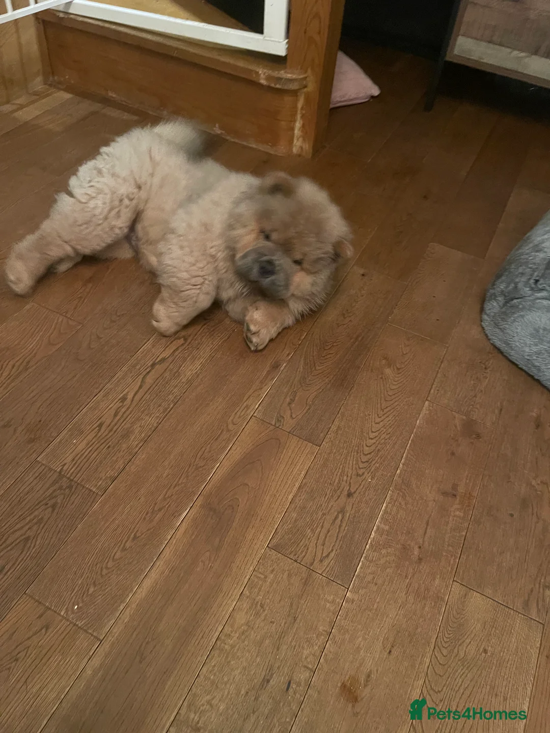 Chow Chow dogs for sale:  Chow chow  - Advert 8