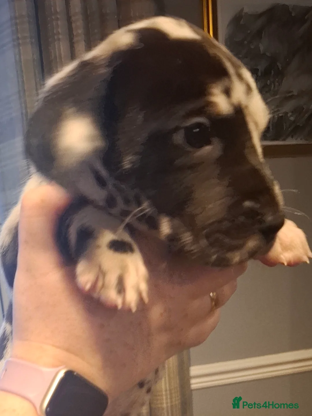 Great Dane dogs for sale: Great Dane puppies K.C Registered  - Advert 4