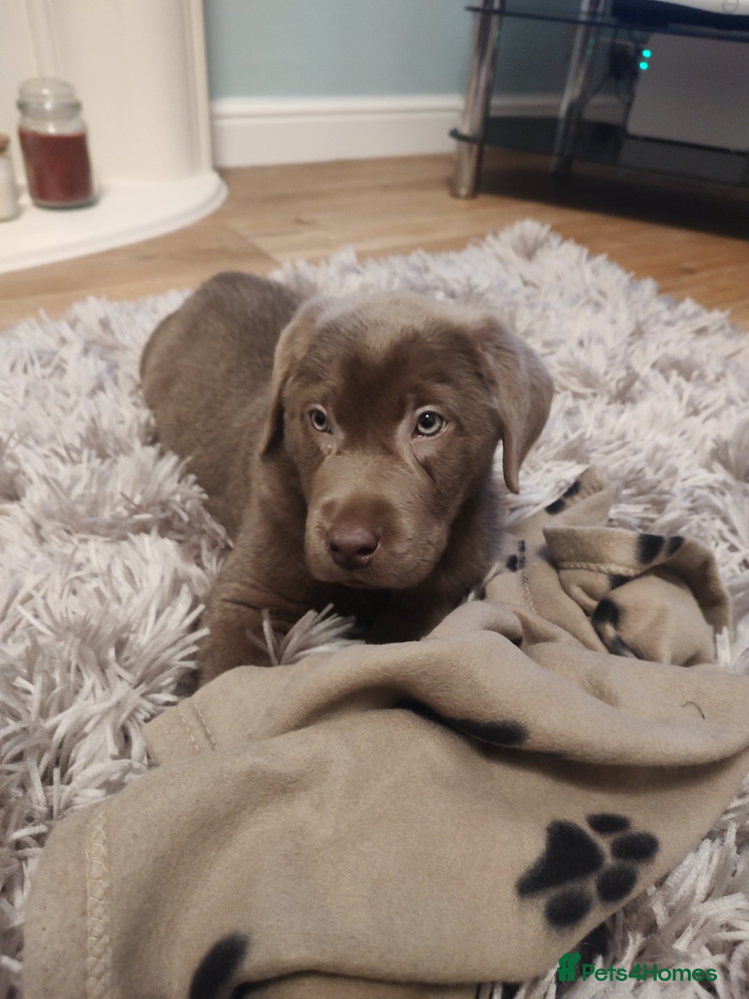 Labrador Retriever dogs for stud: Silver Labrador boy for stud  - Image 7