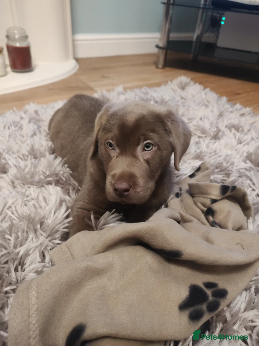 Labrador Retriever dogs for stud: Silver Labrador boy for stud  in Cannock - Advert 7