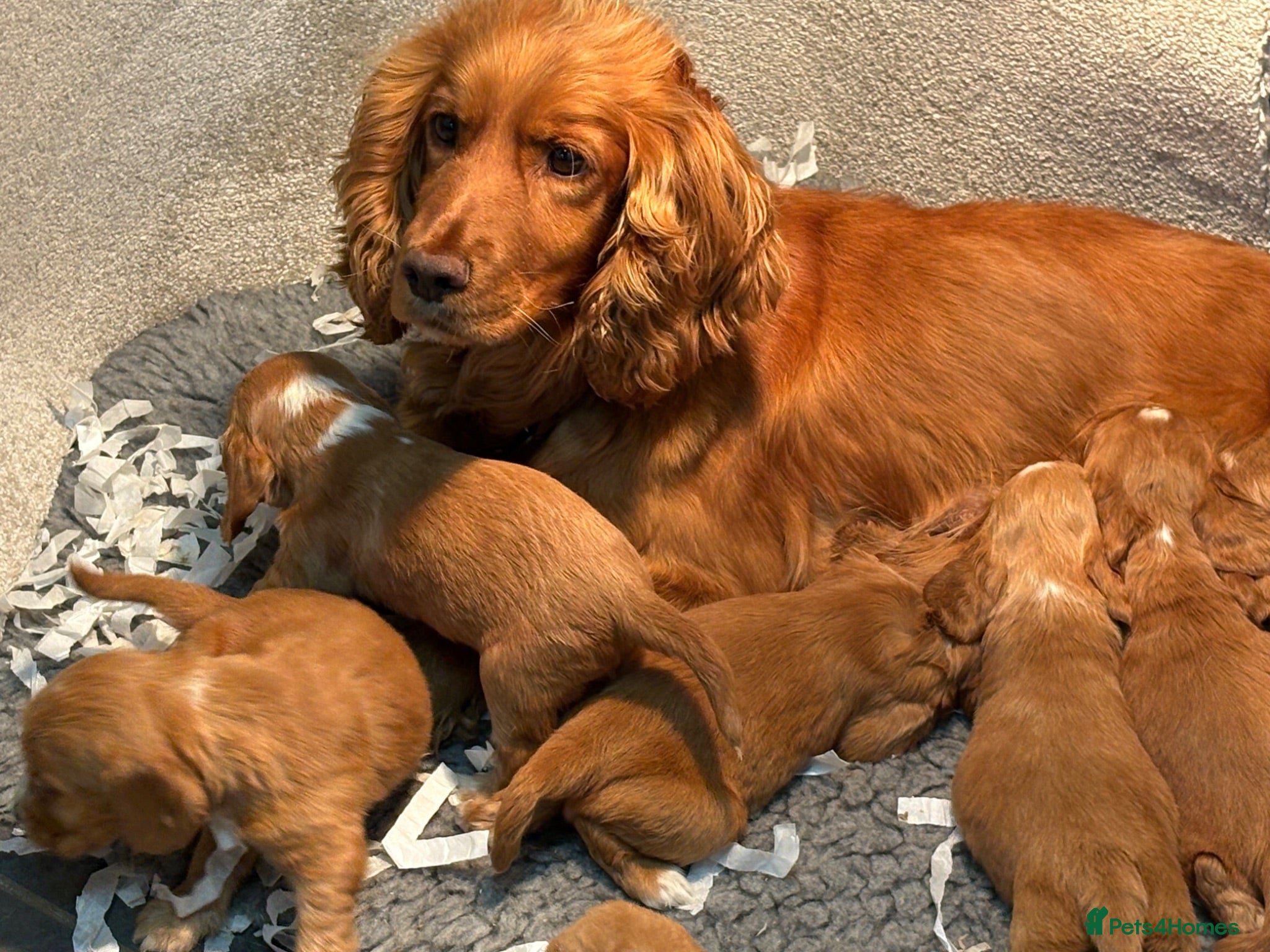 Cocker Spaniel dogs Beautiful show cocker spaniel pups  - Advert 2