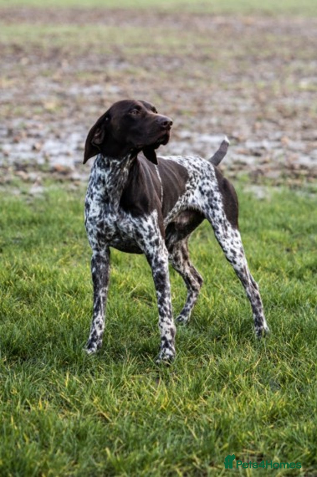 German Shorthaired Pointer dogs for stud: Outstanding GSP for Stud in Southampton - Image 3
