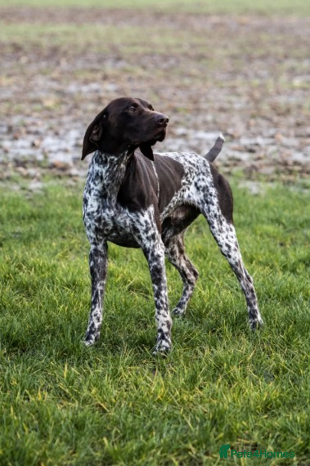 German Shorthaired Pointer dogs for stud: Outstanding GSP for Stud in Southampton - Advert 3