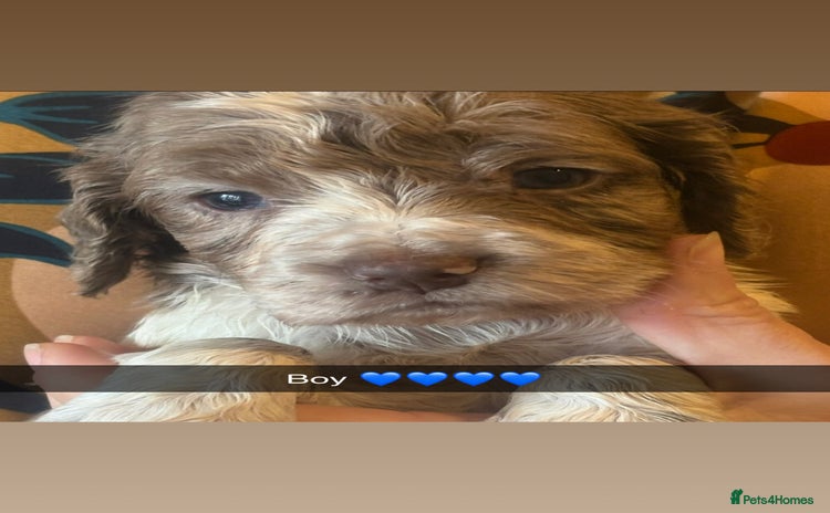 Cocker Spaniel dogs Cocker spaniel pups - Advert 11