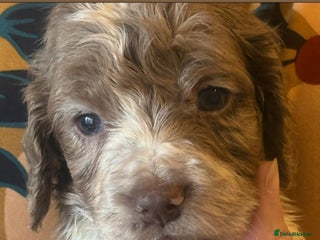 Cocker Spaniel dogs Cocker spaniel pups - Advert 3