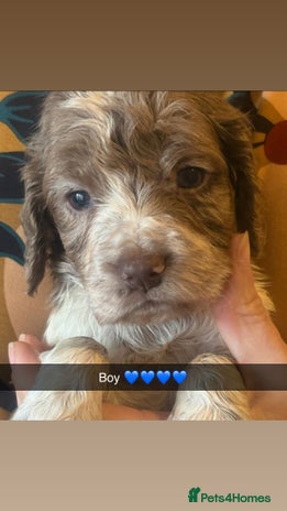 Cocker Spaniel dogs Cocker spaniel pups - Advert 11