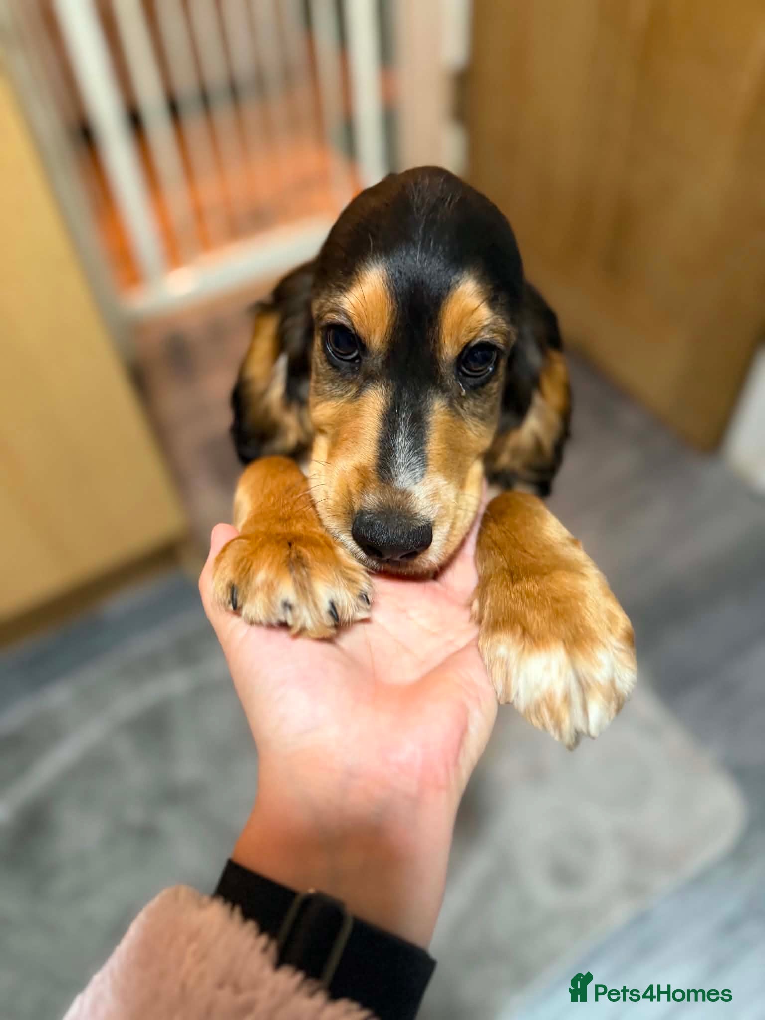 Cocker Spaniel dogs £850 had both vaccinations  - Advert 5