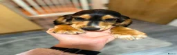Cocker Spaniel dogs for sale: £850 had both vaccinations  - Advert 1