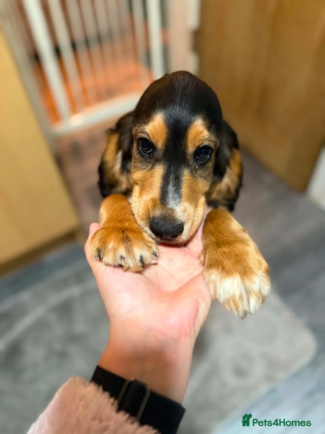 Cocker Spaniel dogs for sale: £850 had both vaccinations  - Advert 1