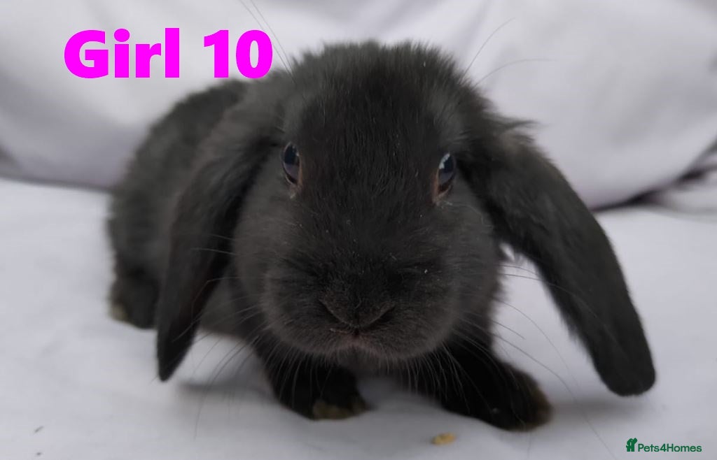 Mini Lop rabbits Cute French x Mini Lop Looking for Loving Homes! - Advert 2