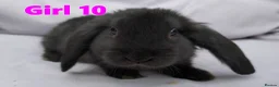 Mini Lop rabbits for sale: Cute French x Mini Lop Looking for Loving Homes! - Advert 2