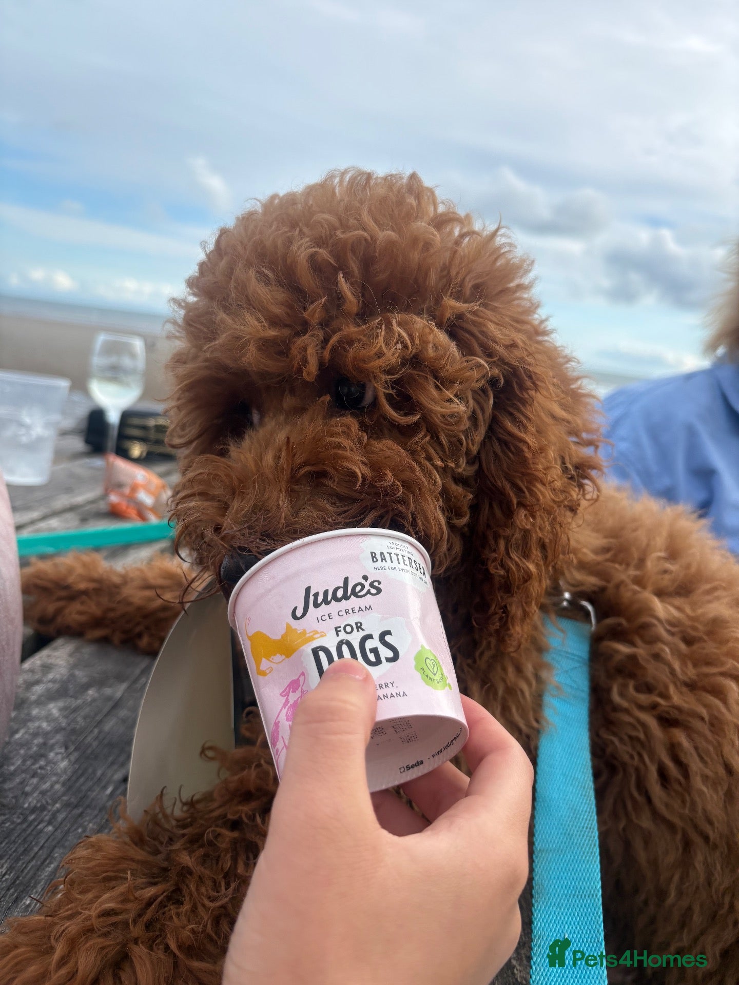 Cavapoo dogs rehoming little joey  - Advert 1