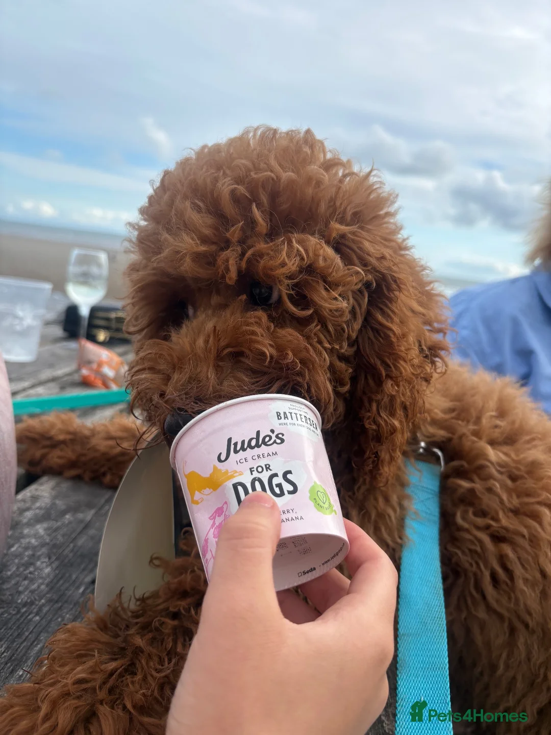 Cavapoo dogs for sale: rehoming little joey  in Cardiff - Advert 1