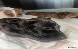 Mixed Breed dogs for sale: Jack Russell dachshund poodle mix - Image 15