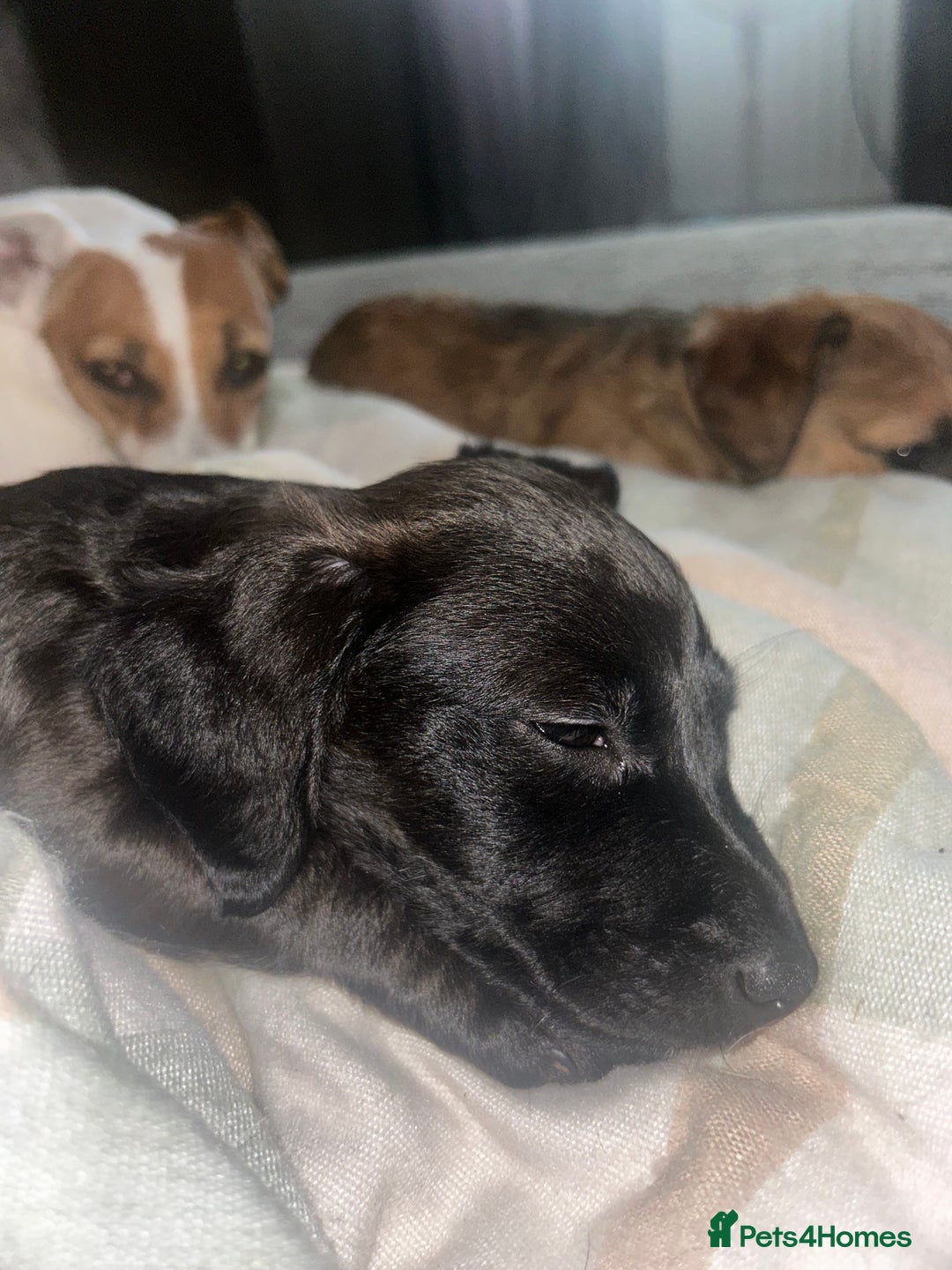 Mixed Breed dogs for sale: Jack Russell dachshund poodle mix - Image 15
