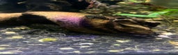 Catfish fish for sale: Bristlenose catfish (Ancistrus sp.) - Advert 10