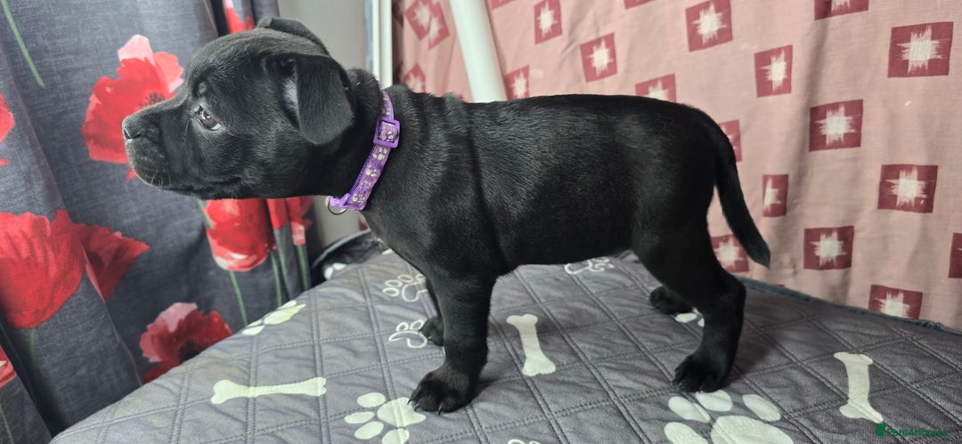 Staffordshire Bull Terrier dogs for sale: Champion bloodlines kc stafford  pups  - Advert 19