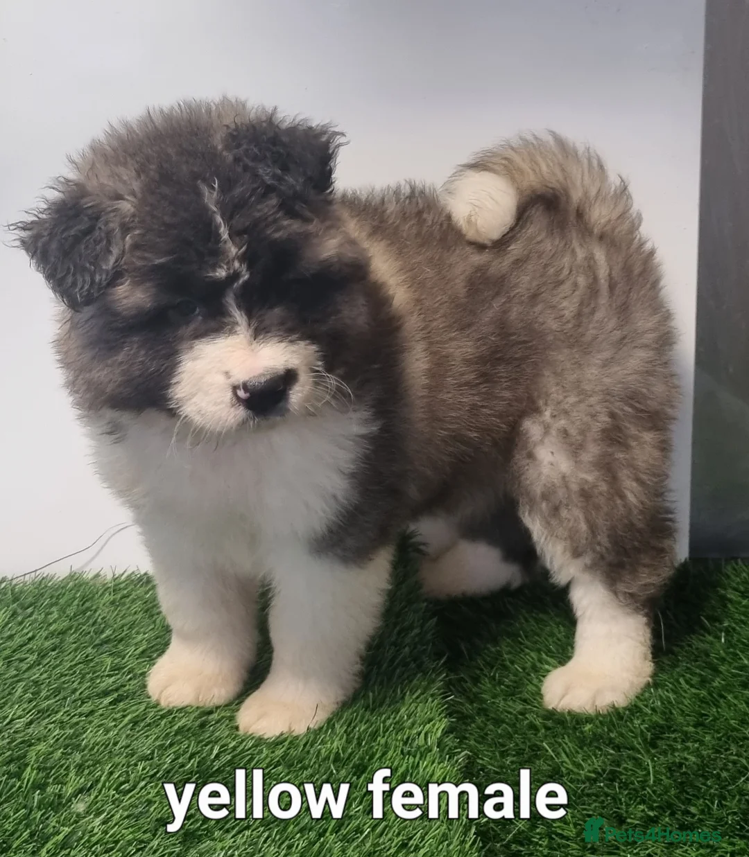 Akita dogs for sale: Akita pups - Advert 10