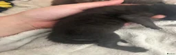 Mixed Breed cats for sale: Beautiful black synths x ragdoll kitten  - Advert 6