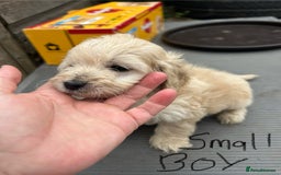 Cockapoo dogs for sale: Cockapoo F1B puppy’s  - Image 9