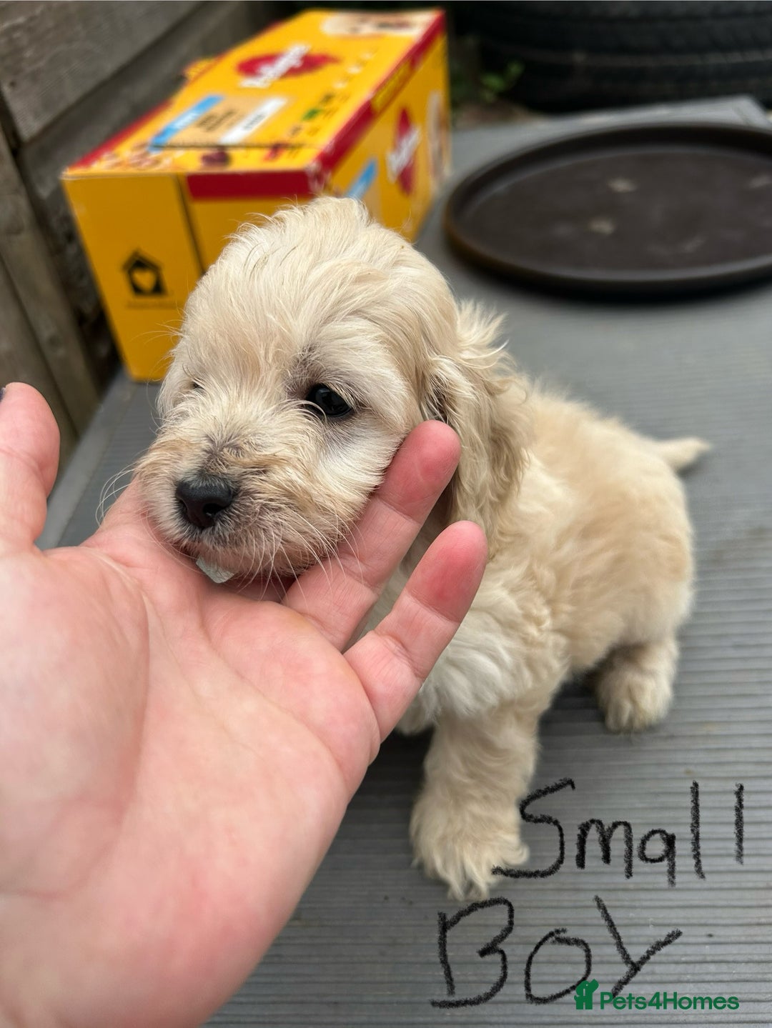 Cockapoo dogs for sale: Cockapoo F1B puppy’s  - Image 9