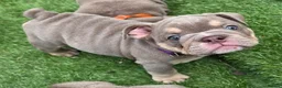 English Bulldog dogs for sale: Rare opportunity- grandpups of Burleybullz Nemesis - Advert 7