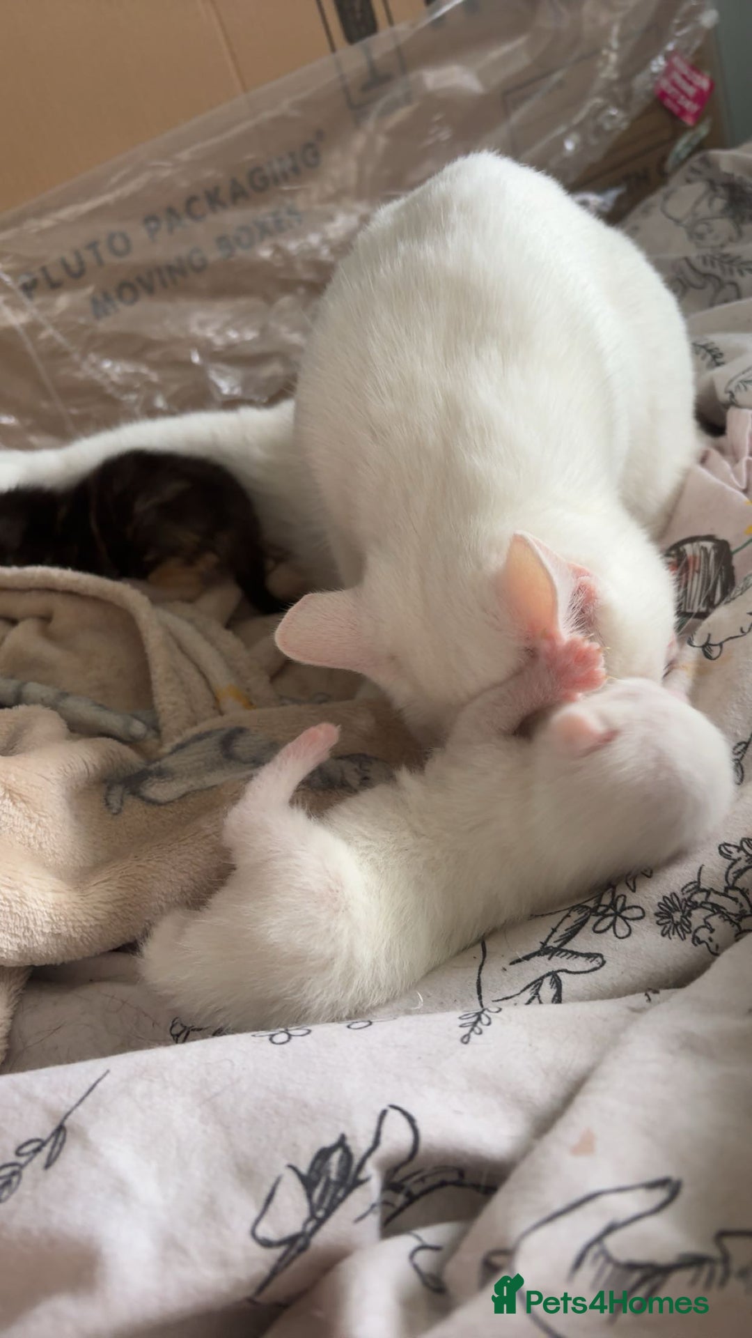 Mixed Breed cats for sale: Litter of 3 kittens for sale  - Advert 7